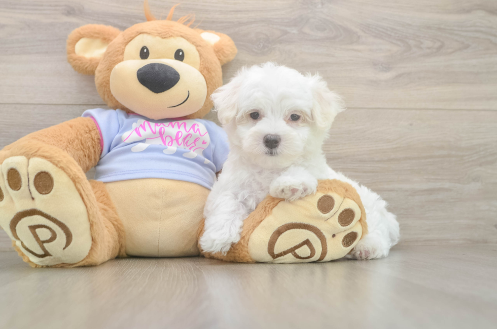 7 week old Maltese Puppy For Sale - Seaside Pups