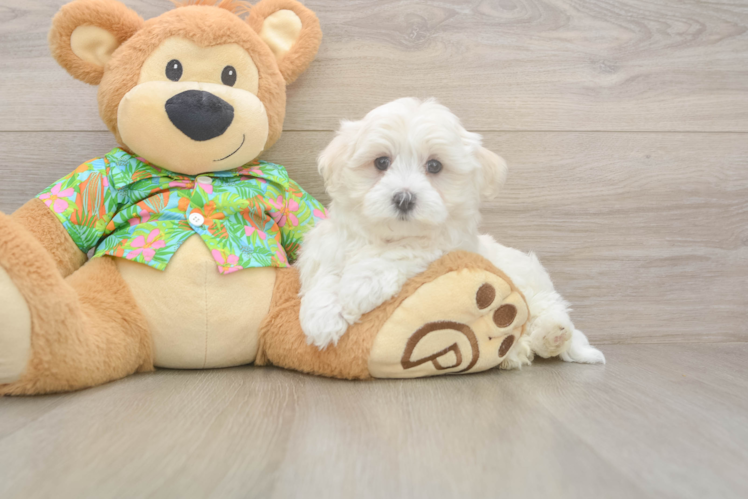 Adorable Maltese Purebred Puppy