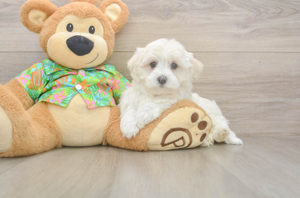 7 week old Maltese Puppy For Sale - Seaside Pups