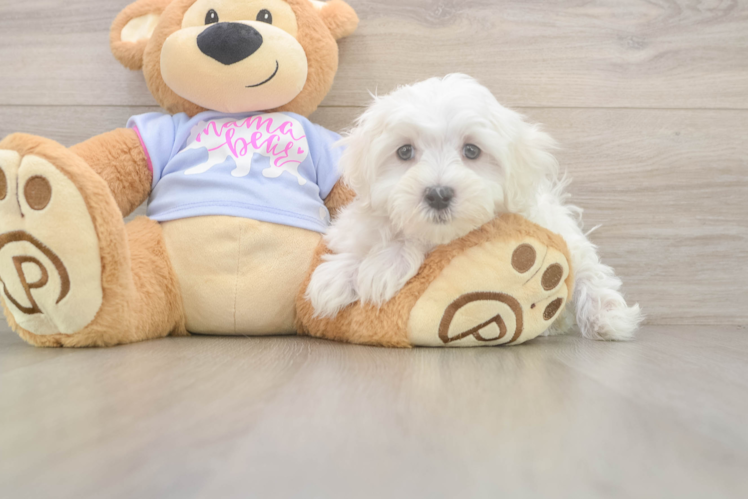 Maltese Puppy for Adoption