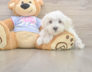 9 week old Maltese Puppy For Sale - Seaside Pups