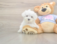 8 week old Maltese Puppy For Sale - Seaside Pups