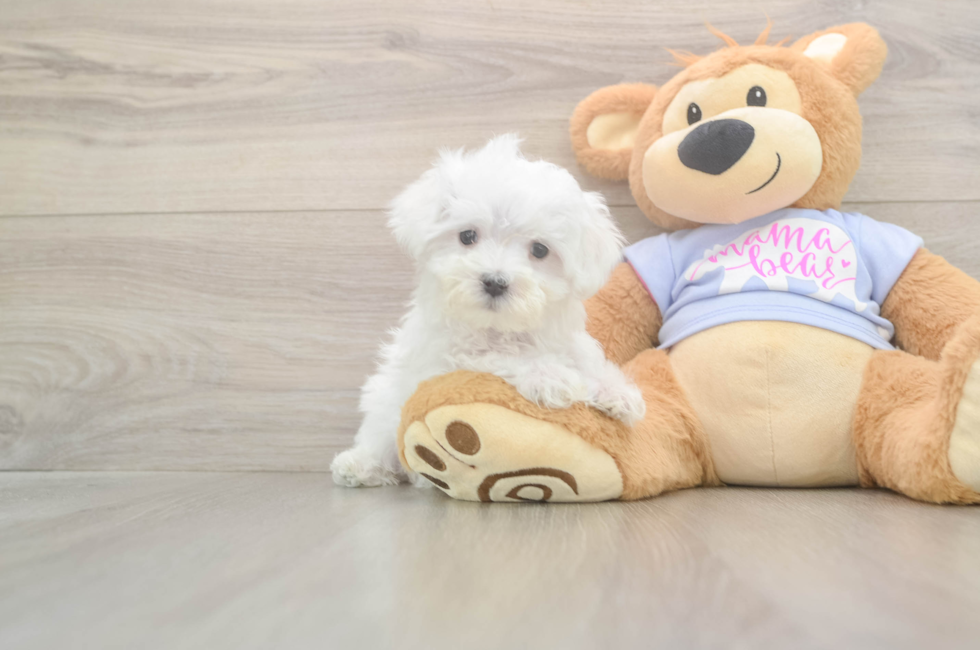 8 week old Maltese Puppy For Sale - Seaside Pups
