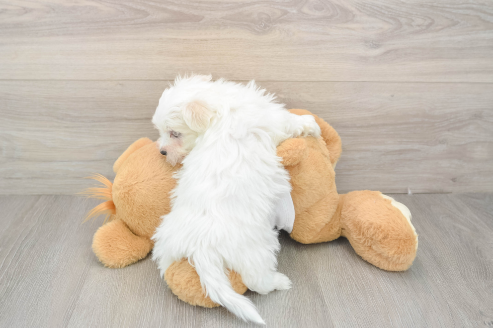 Maltese Puppy for Adoption