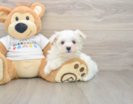 8 week old Maltese Puppy For Sale - Seaside Pups