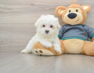 8 week old Maltese Puppy For Sale - Seaside Pups