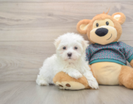 7 week old Maltese Puppy For Sale - Seaside Pups