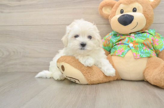 LANCELOT, a Maltese littermate