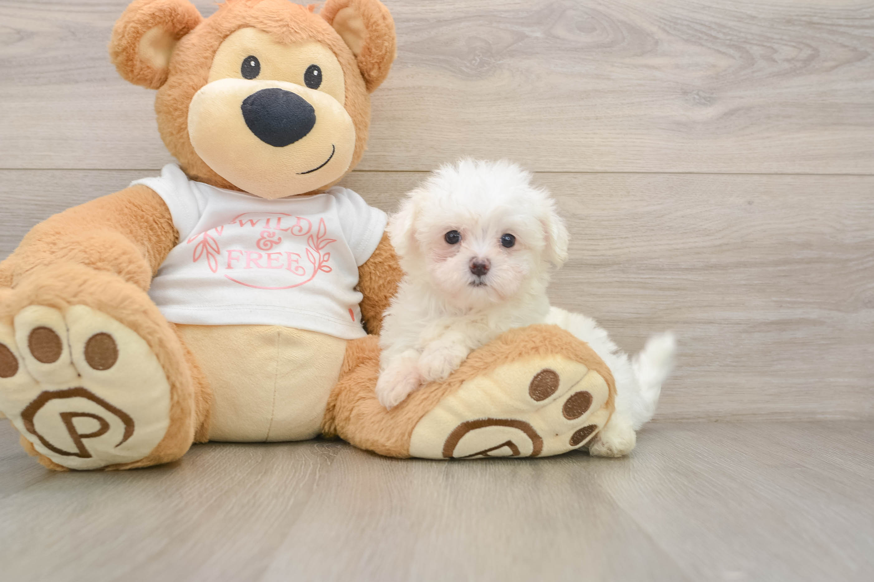 Sweet Maltese Purebred Puppy