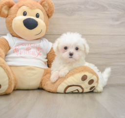 7 week old Maltese Puppy For Sale - Seaside Pups