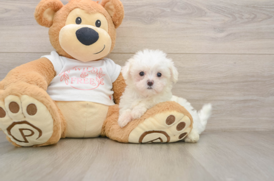 LANCELOT, a Maltese littermate