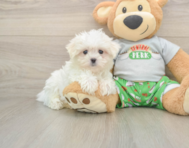 7 week old Maltese Puppy For Sale - Seaside Pups