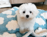 10 week old Maltese Puppy For Sale - Seaside Pups