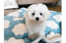 Cute Maltese Purebred Pup