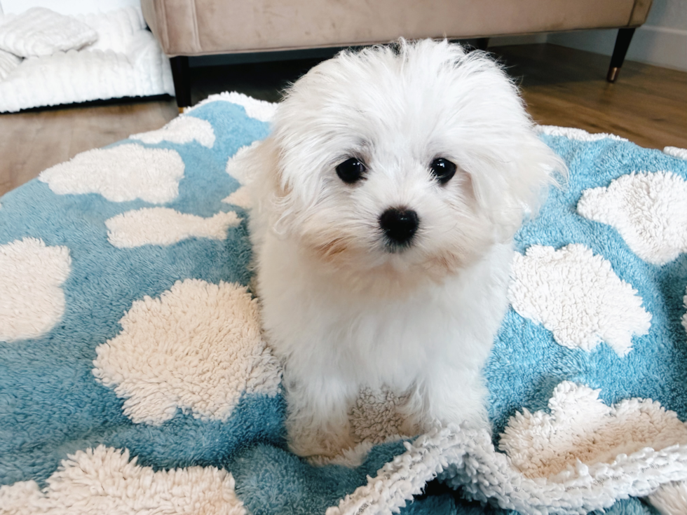 Cute Maltese Purebred Pup