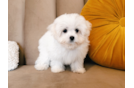 Maltese Pup Being Cute