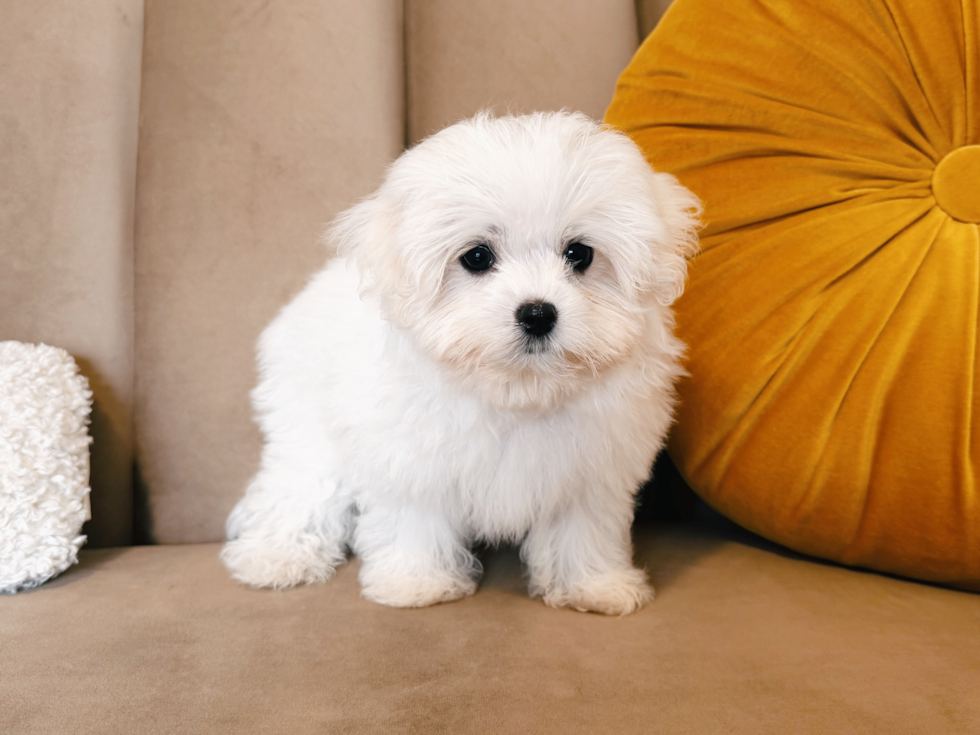 Maltese Pup Being Cute