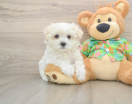 8 week old Maltese Puppy For Sale - Seaside Pups