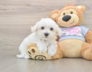 8 week old Maltese Puppy For Sale - Seaside Pups