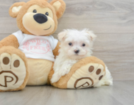 8 week old Maltese Puppy For Sale - Seaside Pups