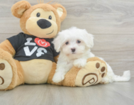 8 week old Maltese Puppy For Sale - Seaside Pups