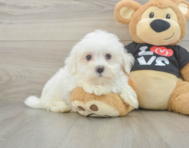 8 week old Maltese Puppy For Sale - Seaside Pups
