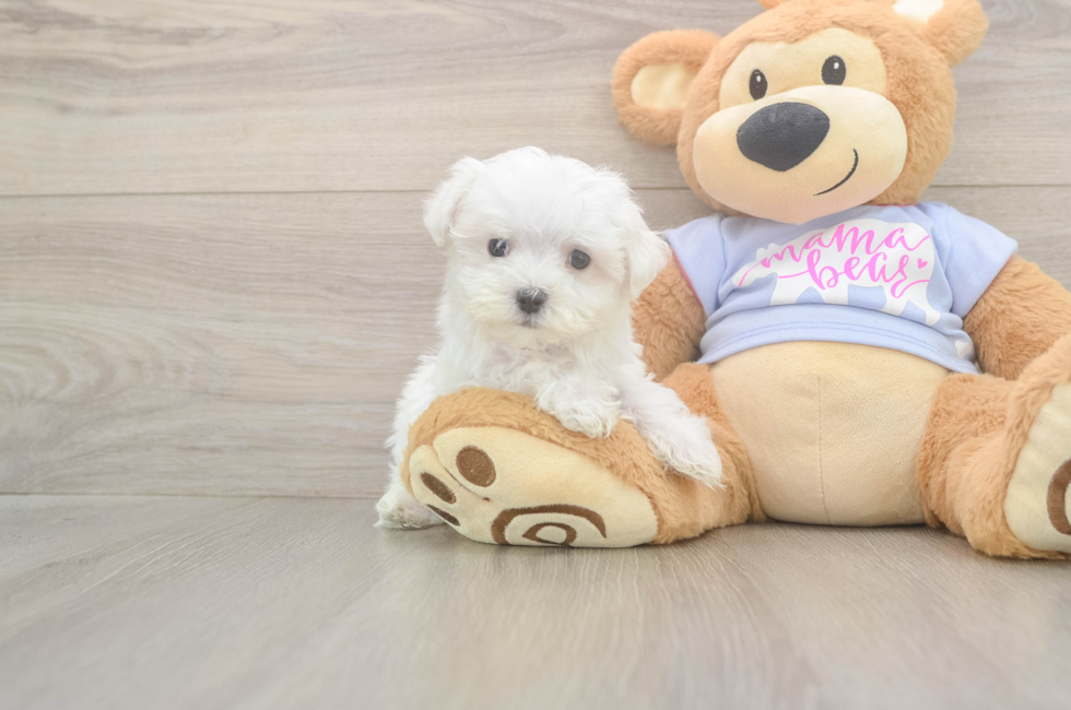 8 week old Maltese Puppy For Sale - Seaside Pups