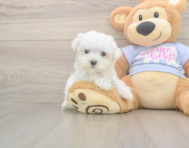 8 week old Maltese Puppy For Sale - Seaside Pups 8 week old Maltese Puppy For Sale - Seaside Pups