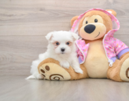 7 week old Maltese Puppy For Sale - Seaside Pups