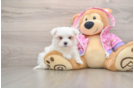 Playful Maltese Purebred Pup