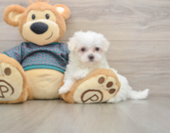 7 week old Maltese Puppy For Sale - Seaside Pups