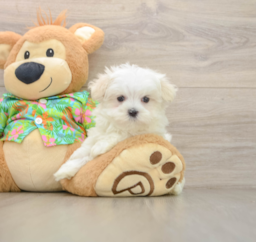 8 week old Maltese Puppy For Sale - Seaside Pups