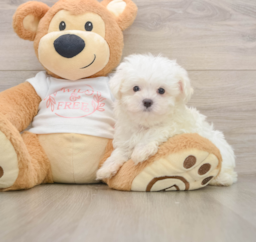 7 week old Maltese Puppy For Sale - Seaside Pups