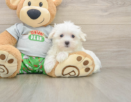 7 week old Maltese Puppy For Sale - Seaside Pups