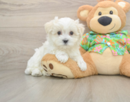8 week old Maltese Puppy For Sale - Seaside Pups