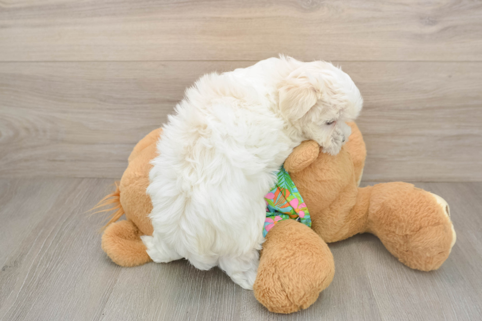 Friendly Maltese Purebred Pup