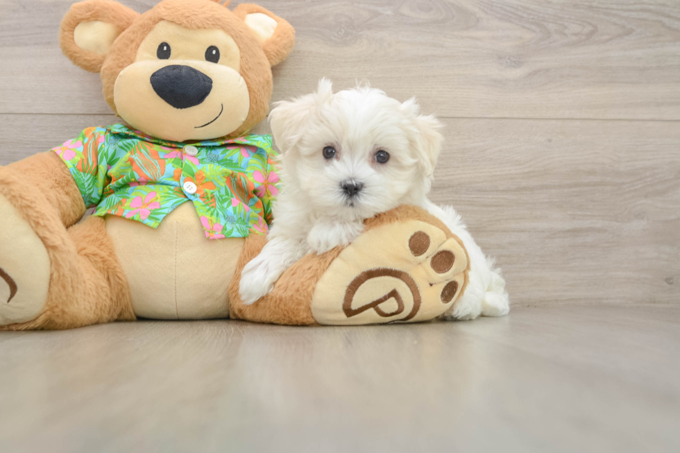 Hypoallergenic Maltese Purebred Pup