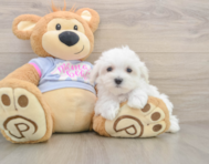 8 week old Maltese Puppy For Sale - Seaside Pups