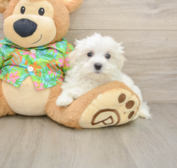 8 week old Maltese Puppy For Sale - Seaside Pups
