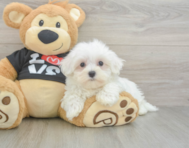 8 week old Maltese Puppy For Sale - Seaside Pups