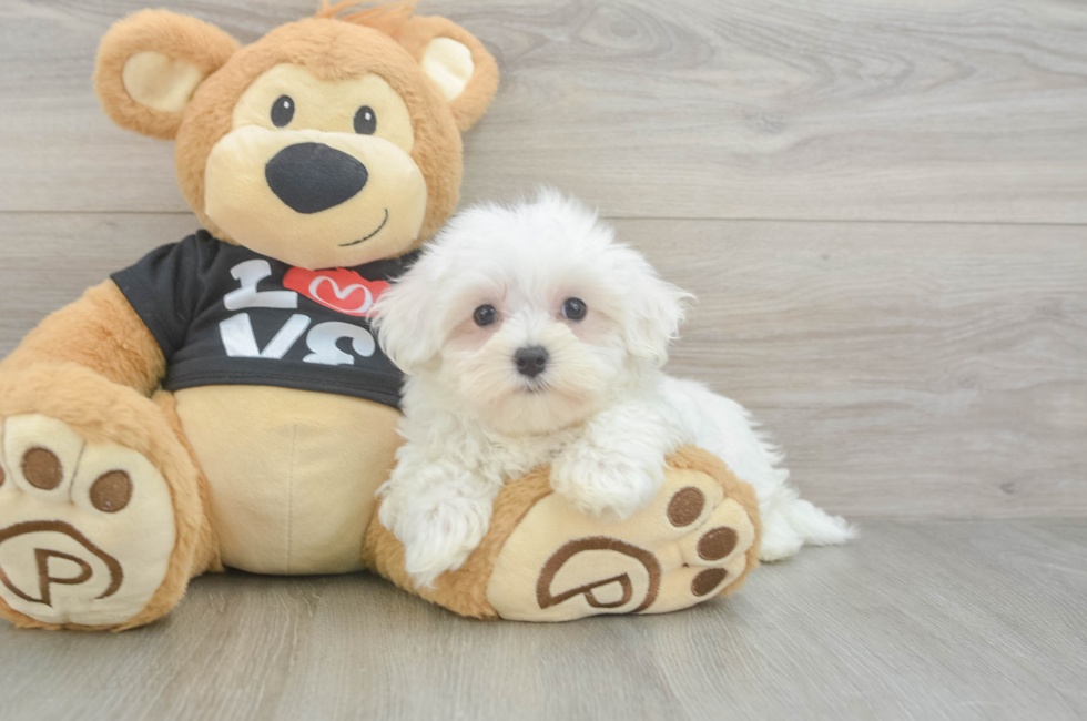 8 week old Maltese Puppy For Sale - Seaside Pups