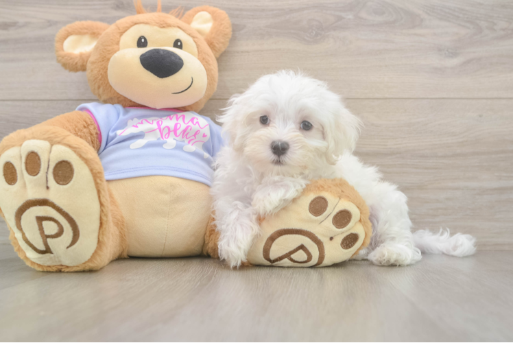 Maltese Pup Being Cute