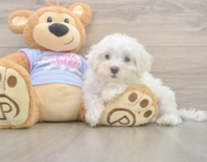 9 week old Maltese Puppy For Sale - Seaside Pups