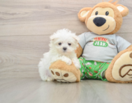 7 week old Maltese Puppy For Sale - Seaside Pups