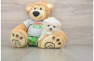 Petite Maltese Purebred Puppy