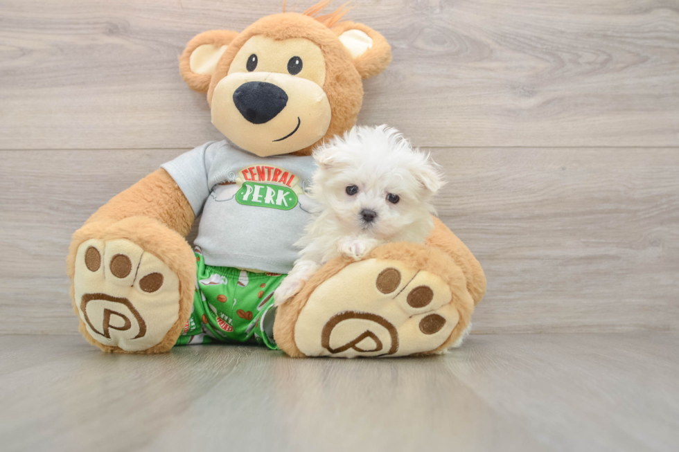 Petite Maltese Purebred Puppy