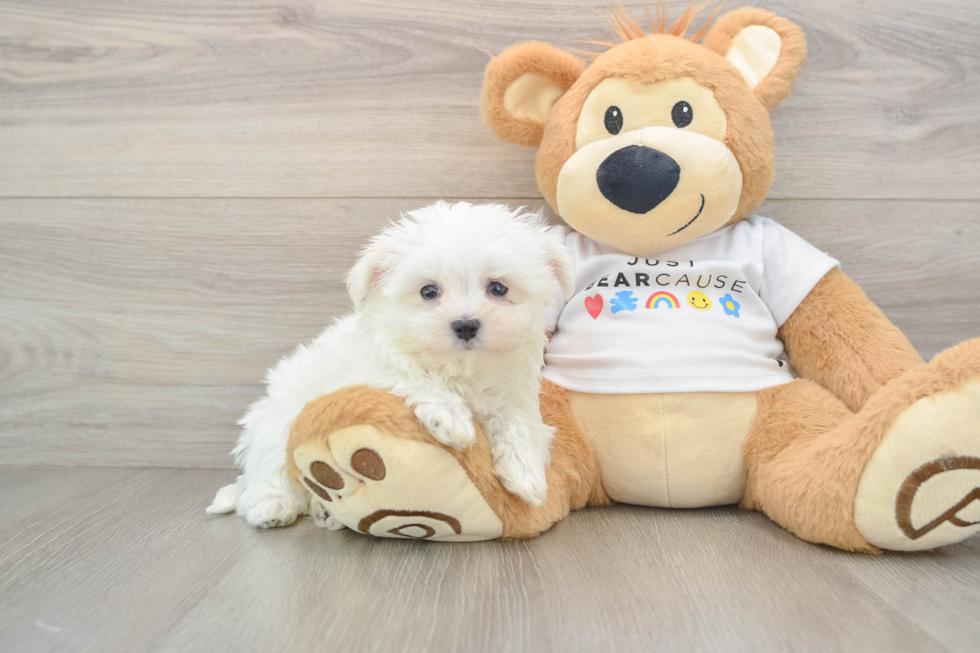 Maltese Pup Being Cute