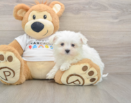 8 week old Maltese Puppy For Sale - Seaside Pups