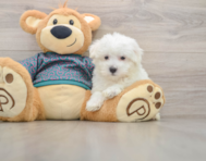 8 week old Maltese Puppy For Sale - Seaside Pups