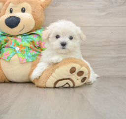 8 week old Maltese Puppy For Sale - Seaside Pups